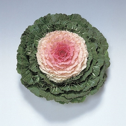 Brassica oleracea 'Pigeon Victoria' F1