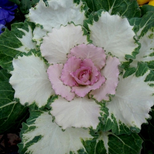 Brassica oleracea 'Pigeon Victoria' F1