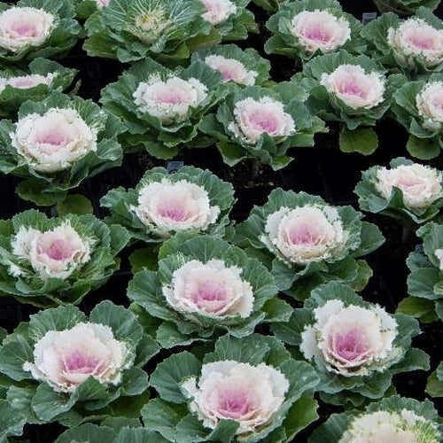 Brassica oleracea 'Pigeon Victoria' F1