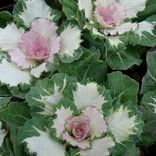 Brassica oleracea 'Pigeon Victoria' F1