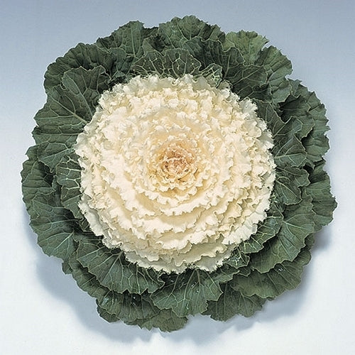 Brassica oleracea 'Pigeon White' F1