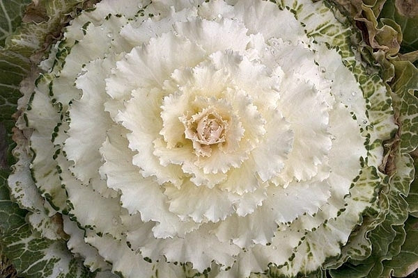 Brassica oleracea 'Pigeon White' F1
