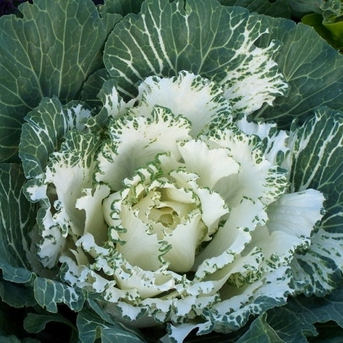 Brassica oleracea 'Pigeon White' F1