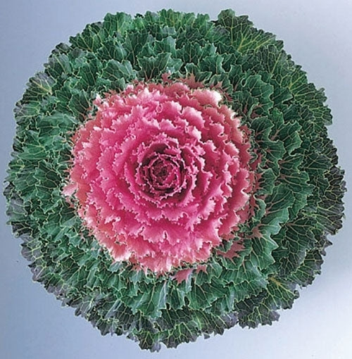 Brassica oleracea 'Songbird Pink' F1