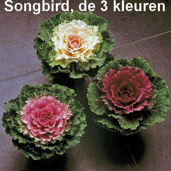 Brassica oleracea 'Songbird Pink' F1