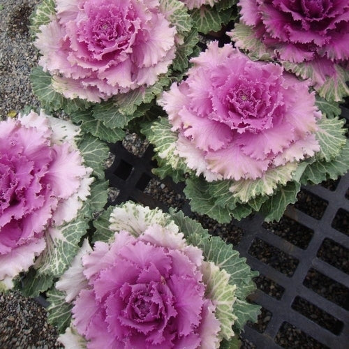 Brassica oleracea 'Songbird Pink' F1