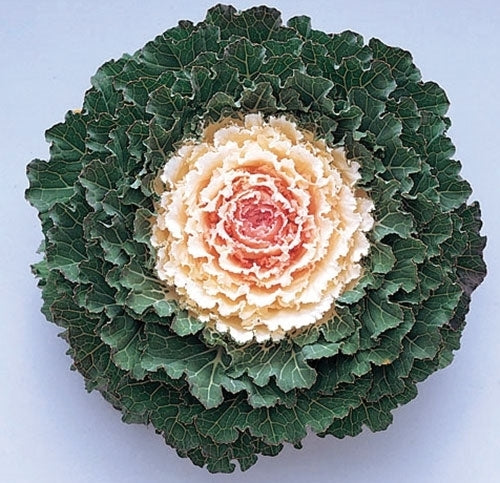 Brassica oleracea 'Songbird White' F1 / 'Song Bird White' F1
