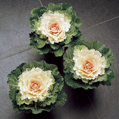 Brassica oleracea 'Songbird White' F1 / 'Song Bird White' F1