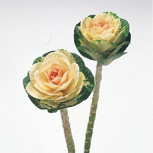 Brassica oleracea 'Sunrise' F1
