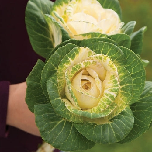 Brassica oleracea 'Sunrise' F1