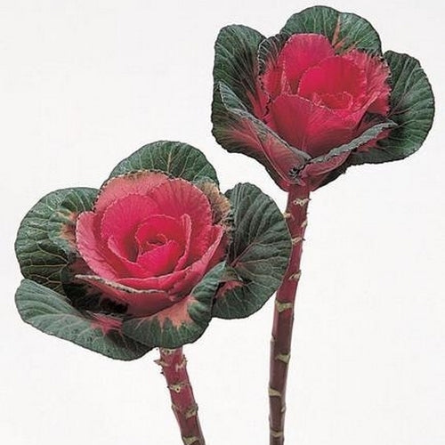Brassica oleracea 'Sunset' F1 / 'Crane Red' F1