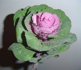 Brassica oleracea 'Sunset' F1 / 'Crane Red' F1
