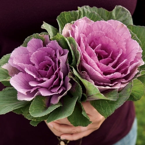 Brassica oleracea 'Sunset' F1 / 'Crane Red' F1