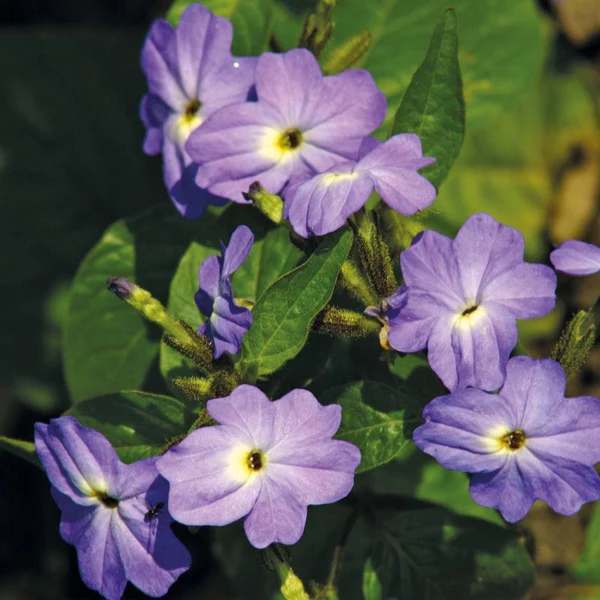 Browallia americana 'Blue Lady'