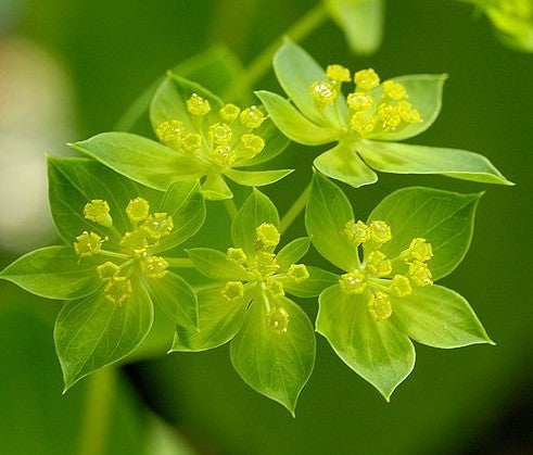 Bupleurum rotundifolium 'Griffitti'