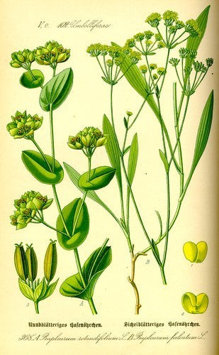 Bupleurum rotundifolium 'Griffitti'