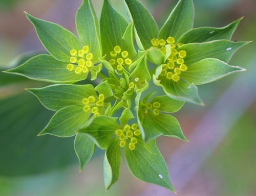 Bupleurum rotundifolium 'Griffitti'