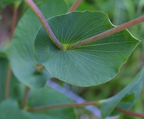 Bupleurum rotundifolium 'Griffitti'