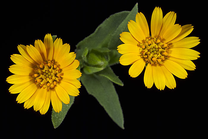 Field Marigold