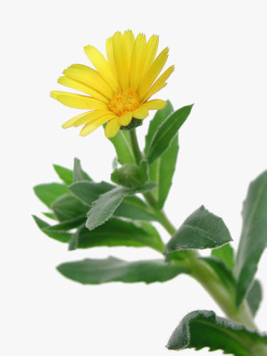 Field Marigold
