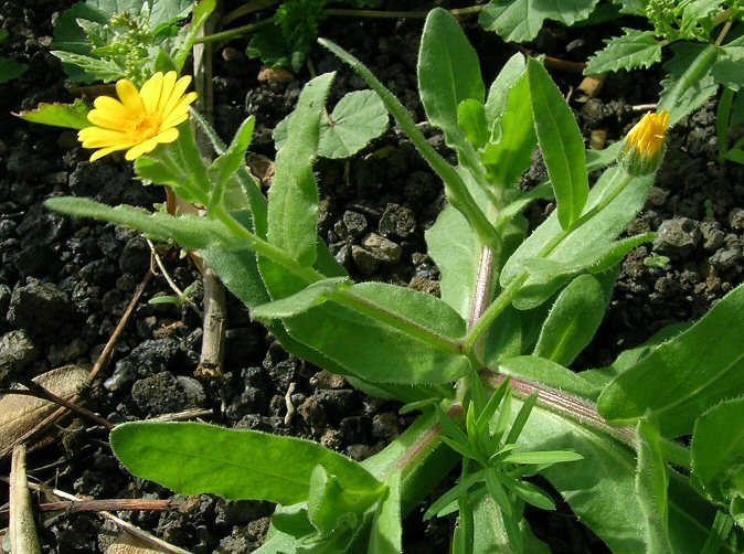 Field Marigold