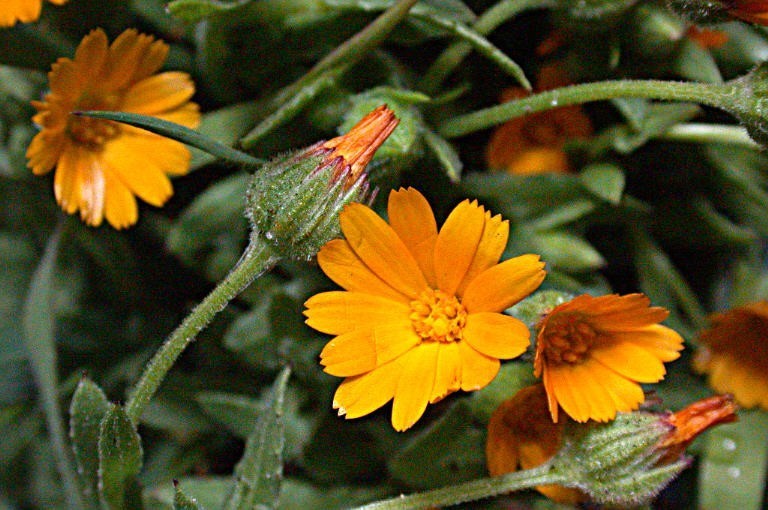 Field Marigold