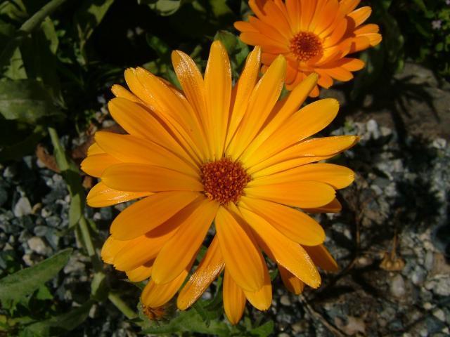 Calendula officinalis 'Nova'