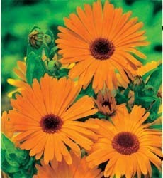 Calendula officinalis 'Nova'
