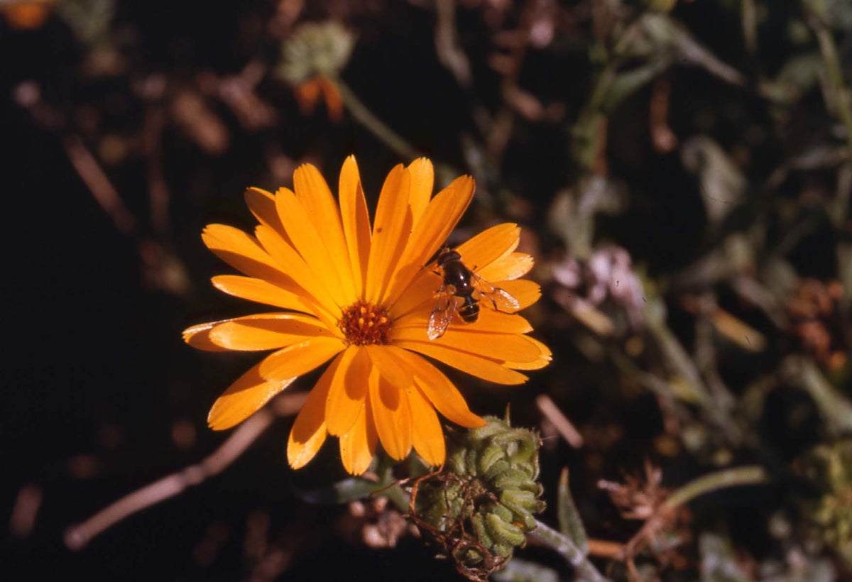 Calendula officinalis 'Nova'