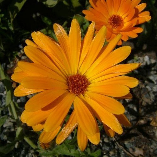 Calendula officinalis 'Nova'