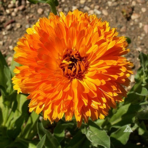 Calendula officinalis Fl.pl. 'Erfurter Orangefarbige'
