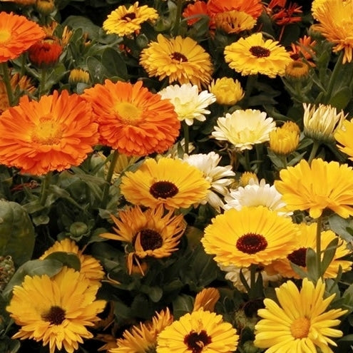 Calendula officinalis Fl.pl. 'Art Shades Mixed' / 'Pacific B'