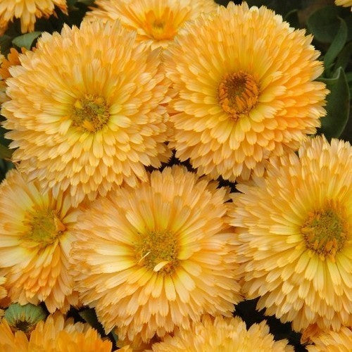 Calendula officinalis Fl.pl. 'Apricot Beauty'