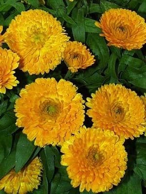 Calendula officinalis Fl.pl. 'Ball'S Golden''