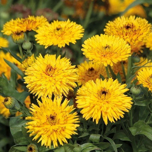 Calendula officinalis Fl.pl. 'Calexis Yellow'