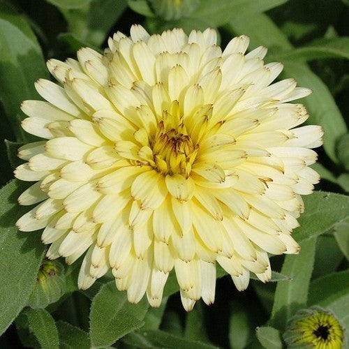 Calendula officinalis Fl.pl. 'Cream Beauty'