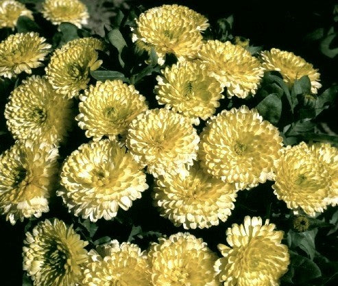 Calendula officinalis Fl.pl. 'Cream Beauty'