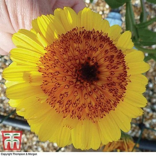 Calendula officinalis Fl.pl. 'Crown Yellow'
