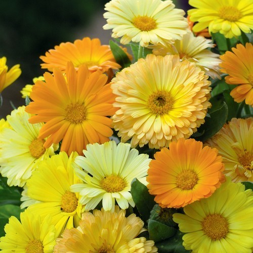 Calendula officinalis Fl.pl. 'Daisy Mixed' / 'Fruit Twist'