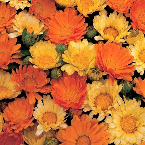 Calendula officinalis Fl.pl. 'Daisy Mixed' / 'Fruit Twist'