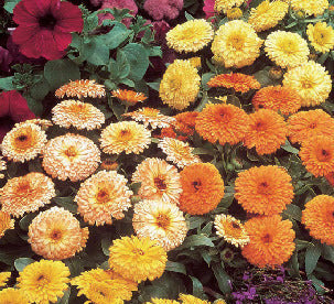 Calendula officinalis gitana 'Fiesta Gitana'