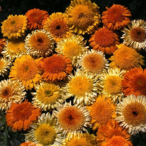 Calendula officinalis Fl.pl. 'Kablouna Mixed'