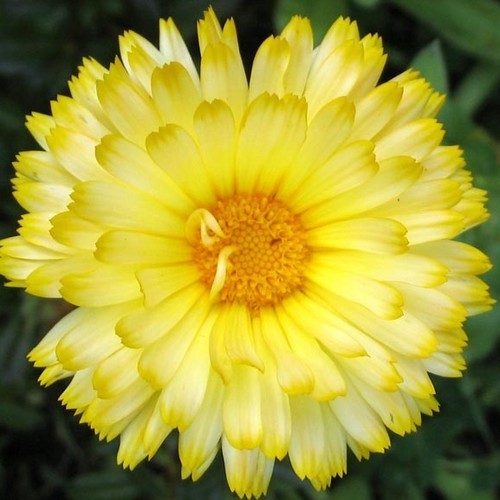 Calendula officinalis Fl.pl. 'Lemon Beauty'