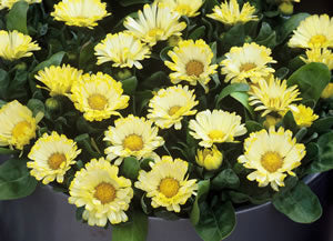 Calendula officinalis nana 'Lemon Daisy' / 'Yellow Gem'