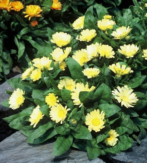 Calendula officinalis nana 'Lemon Daisy' / 'Yellow Gem'
