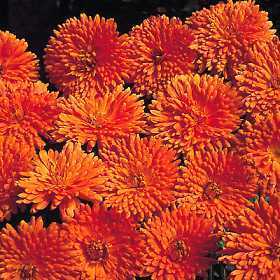 Calendula officinalis Fl.pl. 'Needles and Pins' / 'Orange Po'