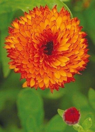 Calendula officinalis Fl.pl. 'Neon'