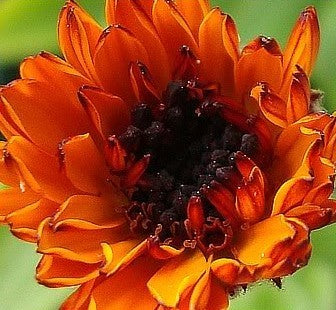 Calendula officinalis Fl.pl. 'Neon'