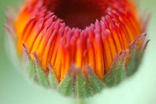 Calendula officinalis Fl.pl. 'Neon'