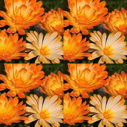 Calendula officinalis Fl.pl. 'Oopsy Daisy'